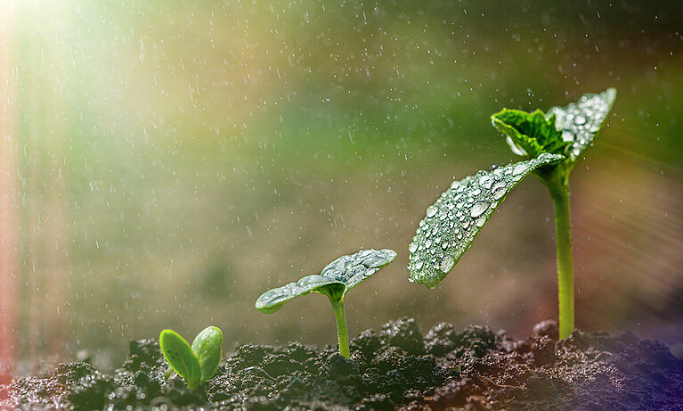 Three green seedling growing on the ground in the rain.